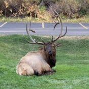 Elk resting on grass by a road