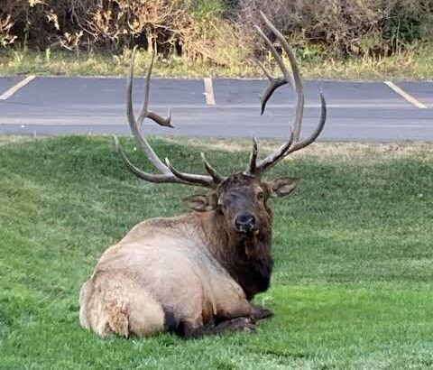Elk, Bighorn Sheep, and More: Where to See Wildlife in Estes Park