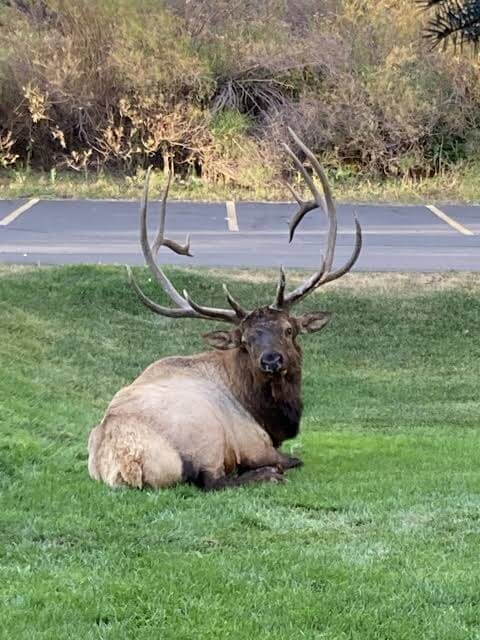 Elk resting on grass by a road