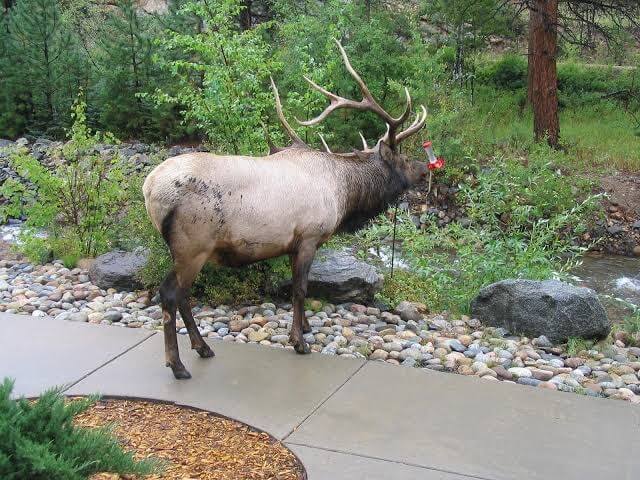 River Stone Resorts and Bear Paw Suites