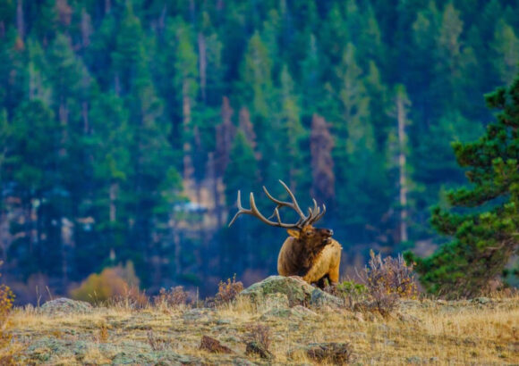 Elk Central! Iconic Longs Peak Views, Wood Stove