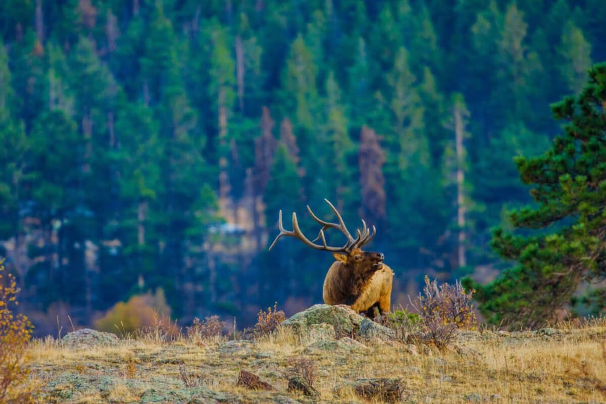Elk Central! Iconic Longs Peak Views, Wood Stove