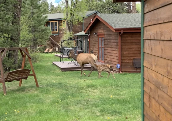 Cool River6159 Cabin sets feet from the Big Thompson River
