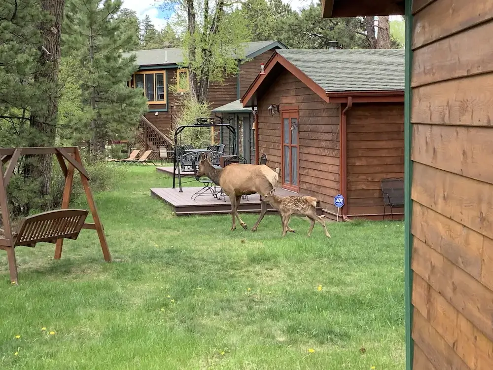 Cool River6159 Cabin sets feet from the Big Thompson River