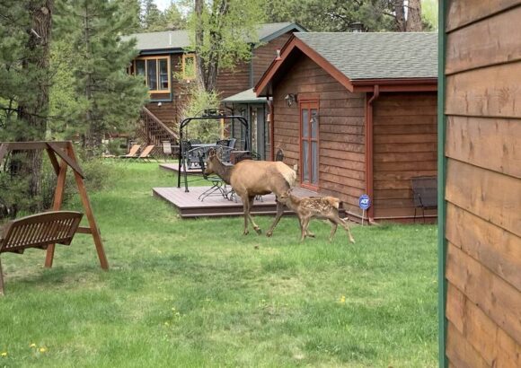 Cool River6159 Cabin sets only feet from the Big Thompson River