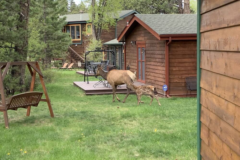 Cool River6159 Cabin sets only feet from the Big Thompson River