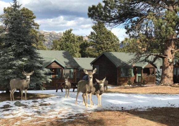 Mountain Shadows Cabins