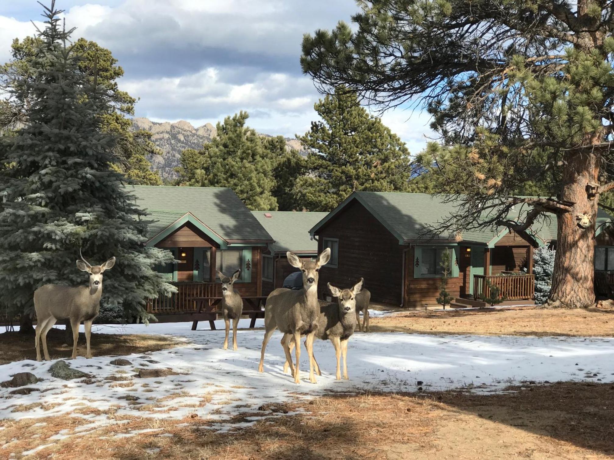 Mountain Shadows Cabins